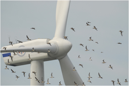 http://toryardvaark.files.wordpress.com/2010/09/wind-turbine-birds.jpg